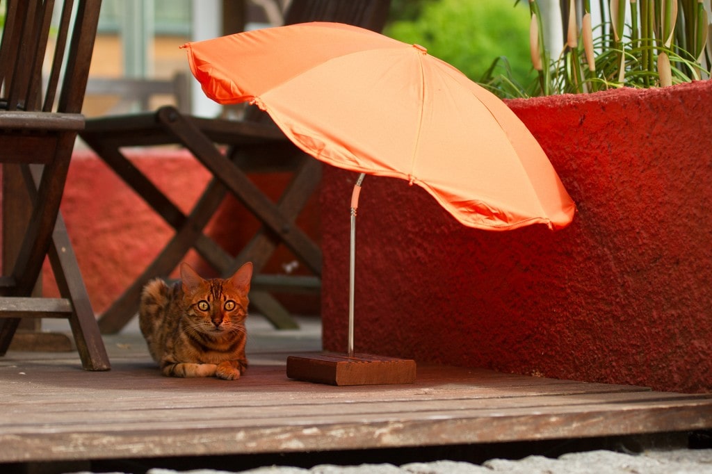 chat sous un parasol